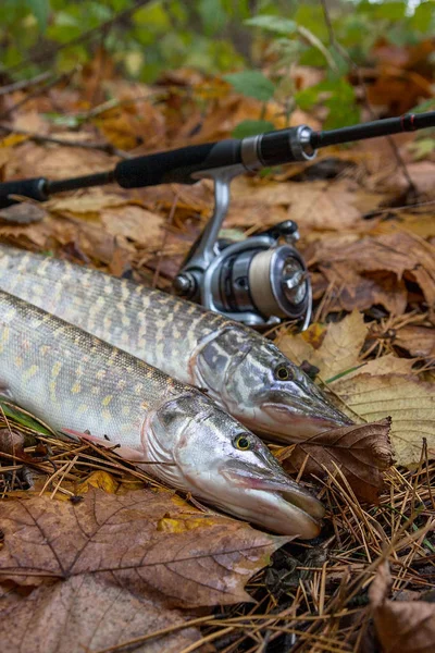 Freshwater Northern pike fish know as Esox Lucius and fishing rod with reel lying on   on yellow leaves at autumn time. Fishing concept, good catch - big freshwater pike fish just taken from the water and fishing equipment