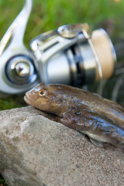 Tatlı su bullhead balık veya yuvarlak kaya balığı Neogobius melanostomus ve yeni denizden çekilen Neogobius fluviatilis pallasi olarak bilinen balık. Gri taş arka plan ve olta ile reel doğal adam üzerinde kaya balığı balık adında iki ham bullhead balık
