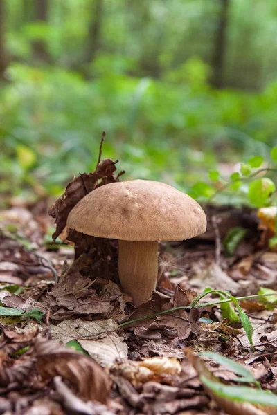 Boletus mantarı (İngilizce: cep, penny topuz, porcino veya Kral bolete, genellikle porcini mantar olarak adlandırılır) Sonbahar sezonu Orman zeminine moss ve düşen yapraklar arasında yetişen