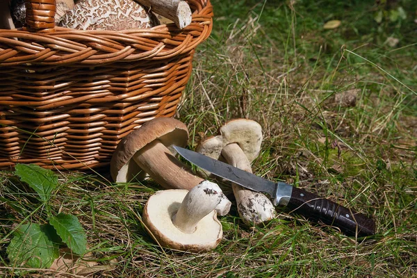 Şaşırtıcı yenilebilir mantar boletus mantarı sonbahar hasat (Kral bolete) porcini mantar bilinir. Birkaç yenilebilir mantar Boletus mantarı bileşimi (cep, penny topuz, porcino veya Kral bolete, genellikle porcini mantar olarak adlandırılır), bıçak ve hasır b