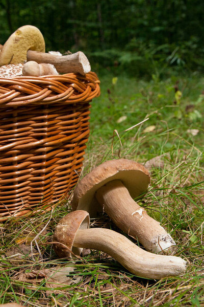 Сбор осенью удивительные съедобные грибы boletus edulis (король болет) известный как porcini грибов. Композиция из нескольких съедобных грибов Boletus edulis (белого гриба, пенни-буна, свинины или короля болете, обычно называемых грибами свинины) и плетеной корзины o
