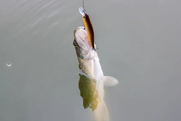 Just Caught Freshwater Northern Pike Fish Know Esox Lucius Lure — Stock Photo, Image