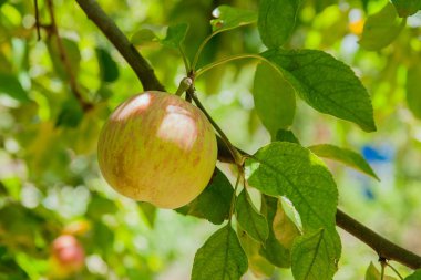 Belgili tanımlık ağaç dal dal, meyve bahçesi çekilmeye hazır meyve olgun organik elma ile yakın çekim