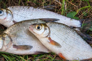 Birkaç yeni su temiz su ortak çipura bronz çipura veya sazan balığı (Abramis brama) ve beyaz çipura veya gümüş balık doğal zemin üzerine blicca bjoerkna olarak bilinen olarak bilinen çekilen