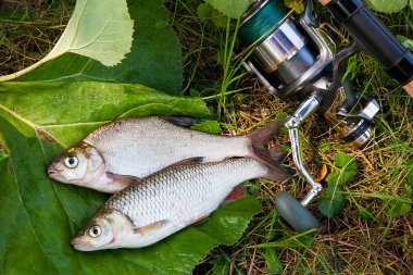 Birkaç yeni su temiz su ortak çipura bronz çipura veya sazan balığı (Abramis brama) ve olta ile reel doğal zemin üzerine ile AK balık (Squalius cephalus) bilinen tatlısu kefali olarak bilinen çekilen.