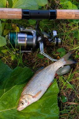 Sadece su tatlı su balık balıktan AK balık (Squalius cephalus) ve olta ile yeşil çimenlerin üzerinde reel olarak bilinen alınan görünümünü kapat