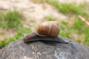 Roma Snail - Helix pomatia. Helix pomatia, ortak adları Roma, Burgundy, yenilebilir salyangoz veya salyangoz, büyük, yenilebilir, hava nefes kara salyangoz, Aile Helicidae bir türdür. Büyük salyangoz eski çam ağaç gövdesi gövde üzerinde tarama görünümünü kapat