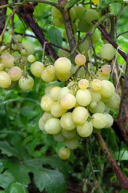 Demet su ile yeşil üzüm damla üzüm bush bir bağ içinde asılı. Yeşil üzüm şarap Emlak veya grubu yağmur sonra bahçede asılı görünümünü yakından demet