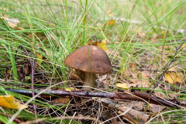 Sonbahar ormana düşen yapraklar, yosun ve otların arasında büyüyen orman mantar kahverengi kap çörek. Yenilebilir mantar defne bolete (Boletus badius) ahşap sonbahar güneşli