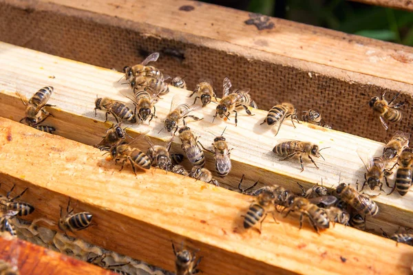 Nahaufnahme Des Geöffneten Bienenkörpers Der Die Von Honigbienen Bevölkerten Rahmen — Stockfoto