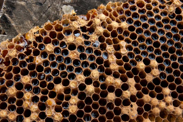 Närbild Bild Honeycomb Med Söt Honung Bit Gul Vaxkaka Med — Stockfoto