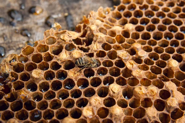 Zblízka Pohled Pracovní Bee Honeycomb Sladkým Medem Kus Žluté Voštinový — Stock fotografie