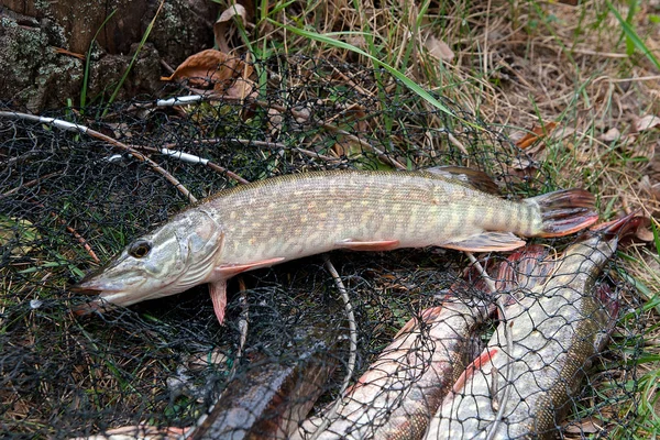 Freshwater pike fish lies on a wooden hemp and fishing rod with