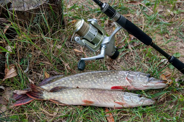 Freshwater Northern pike fish know as Esox Lucius  and fishing rod with reel lying on green grass. Fishing concept, good catch - big freshwater pike fish just taken from the water and fishing rod with reel on natural background - green grass