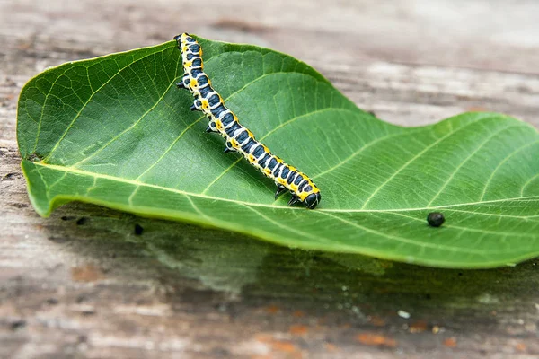 Красивая Гусеница Ползает Большом Зеленом Листе Caterpillar Old World Swallowtail — стоковое фото