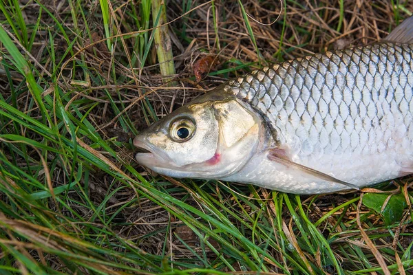 잔디에 Chub Squalius Cephalus 알려진 Chub 물고기에서 가져온 — 스톡 사진