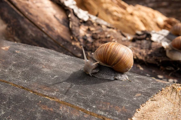 Römische Schnecke Helix Pomatia Helix Pomatia Allgemein Bekannt Als Römische — Stockfoto