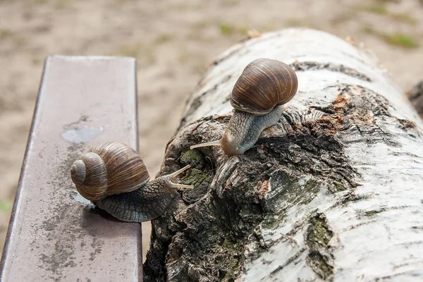 Ρωμαϊκό Σαλιγκάρι Pomatia Ελίκων Pomatia Ελίκων Κοινά Ονόματα Τον Ρωμαίο — Φωτογραφία Αρχείου