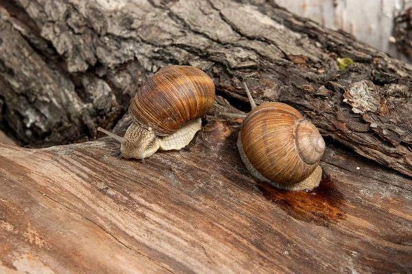 罗马蜗牛 通用名称罗马 勃艮第 食用蜗牛或蜗牛 蜗牛是一种大型的 可食用的 呼吸空气土地螺 Helicidae 关闭了视图的两个大蜗牛在老白杨树的树干上爬 — 图库照片