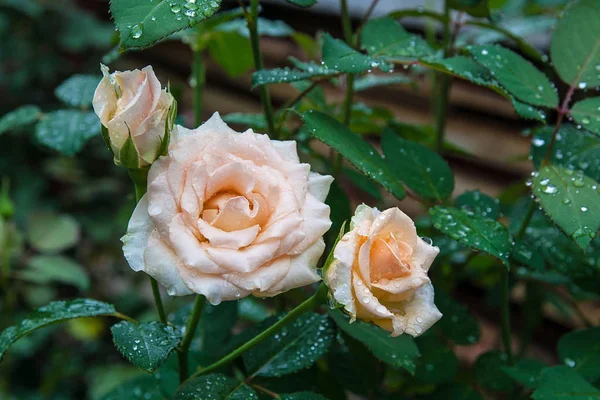 Piękne Białe Róże Wśród Zielonych Liści Rośliny Zbliżenie Kwiatów Róży — Zdjęcie stockowe