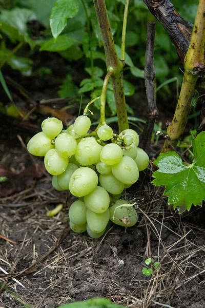 Bunch of green grapes hanging on grapes bush in a vineyard. Close up view of bunch green grapes with water drops hanging in garden after rai