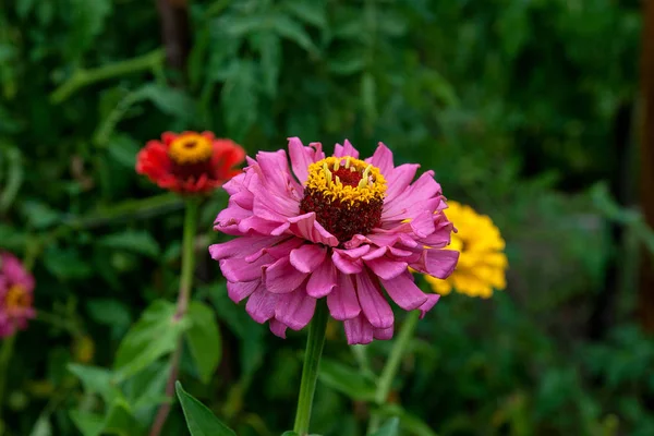 Schöne Zinnia Blume Auf Grünem Blatt Hintergrund Nahaufnahme Der Zinnia — Stockfoto