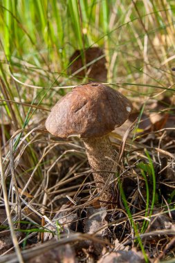 Sonbahar ormana düşen yapraklar ve otların arasında büyüyen yenilebilir orman mantar kahverengi kap çörek görünümünü kapat