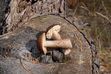 Birkaç yenilebilir mantar kahverengi kap çörek çörek badius bilinen şaşırtıcı sonbahar hasat. Ahşap sonbahar güneşli kahverengi kap çörek doğal ahşap zemin üzerinde kompozisyon grup yenilebilir mantar.
