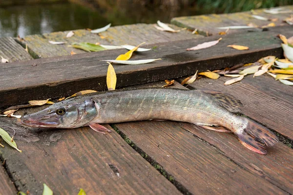 파이크 물고기 Esox 빈티지 노란색 잎에을 시간에서 파이크 물고기는 물에서 — 스톡 사진