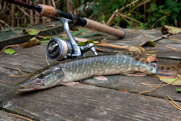 Пресноводная северная щука известна как Esox Lucius и удочка с катушкой, лежащей на винтажном деревянном фоне с желтыми листьями осенью. Концепция рыболовства, хороший улов - только что выловленная из воды большая пресноводная щука и удочка с рекой
