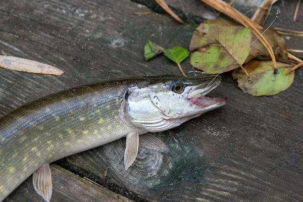 Пресноводная Северная Щука Известна Esox Lucius Лежащая Винтажном Деревянном Фоне — стоковое фото