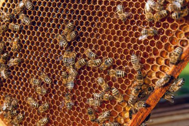 Tatlı balla bal peteğinde çalışan arıları yakından izle. Bal sağlıklı ürünler yetiştiriyor. Arı balı, sarı bal peteğinde toplandı.