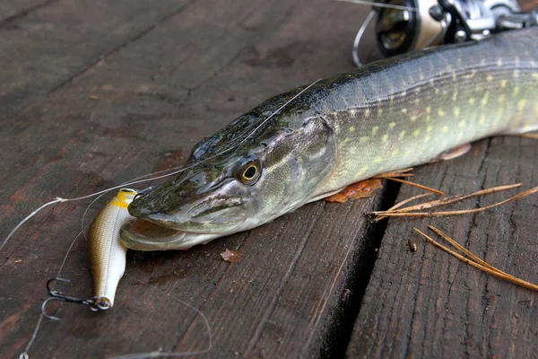 Freshwater Northern Pike Fish Know Esox Lucius Fishing Rod Carretel — Fotografia de Stock