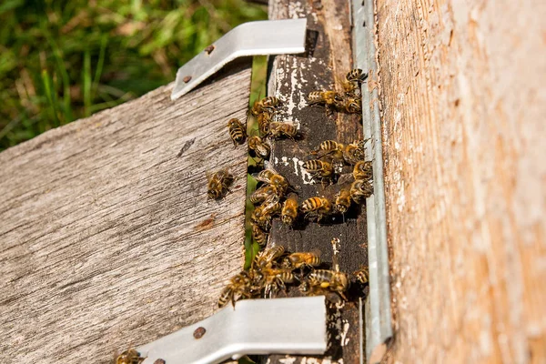 Mnóstwo Pszczół Przy Wjeździe Ula Pasieki Zajęty Pszczół Zbliżenie Pracy — Zdjęcie stockowe