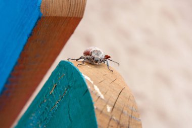 Olarak da bilinen bir Mayıs Avrupa böcek haşere - ortak cockchafer (baktım) görünümünü kapatmak hata veya ebadından yaz saati, ahşap çit üzerinde. Haziran 's yaşam döngüsünün yukarıda yer yetişkin aşamasında chafer böcek güzel canlı ayrıntılı görünüm