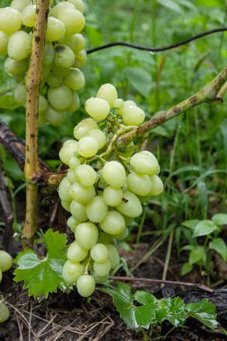 Demet su ile yeşil üzüm damla üzüm bush bir bağ içinde asılı. Yeşil üzüm şarap Emlak veya grubu yağmur sonra bahçede asılı görünümünü yakından demet