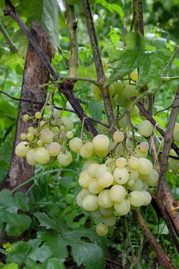 Demet su ile yeşil üzüm damla üzüm bush bir bağ içinde asılı. Yeşil üzüm şarap Emlak veya grubu yağmur sonra bahçede asılı görünümünü yakından demet