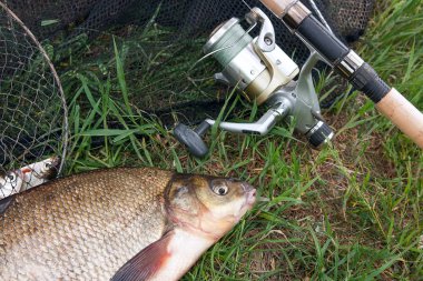 Yeni su temiz su ortak çipura bronz çipura veya sazan balığı (Abramis brama) ve olta ile doğal zemin üzerine reel olarak bilinen çekilen. Net ve olta ile yeşil çimenlerin üzerinde reel Balıkçılık Balık, doğal bileşimi