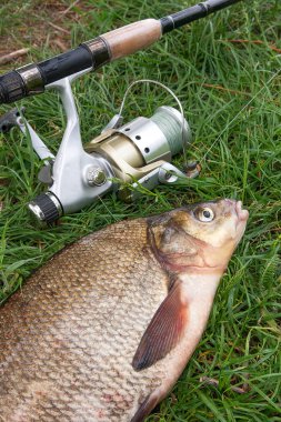 Görünümü kadar sadece su büyük tatlı su ortak çipura bronz çipura veya sazan balığı (Abramis brama) ve olta ile doğal zemin üzerine reel olarak bilinen alınan kapatın. Balık ve olta ile reel yeşil çimenlerin üzerinde doğal bileşimi