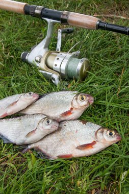 Sadece su tatlı su balığı beyaz çipura veya gümüş balık blicca bjoerkna ve white-eye çipura bilinen türler yeşil çimenlerin üzerinde Sazangiller ailesinden alınan. Tatlı su balık ve Olta Makarası ile yeşil çimenlerin üzerinde alıcı