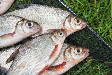 Sadece su temiz su beyaz çipura veya gümüş balık blicca bjoerkna ve white-eye çipura bilinen türler yeşil çimenlerin üzerinde Sazangiller ailesinden alınan. Tatlı su balık, siyah Balık ağı ve Olta Makarası ile yeşil çimenlerin üzerinde yakalamak