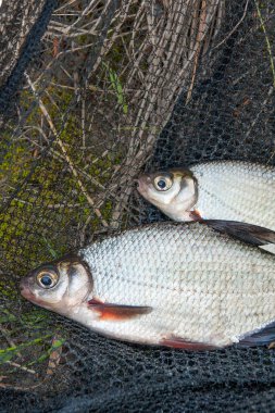 Görünümü kadar sadece su iki tatlı su beyaz çipura veya gümüş balık siyah Balık ağı üzerinde blicca bjoerkna olarak bilinen alınan kapatın. Balık ve balıkçılık yeşil çimenlerin üzerinde net doğal kompozisyon