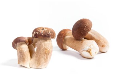 Şaşırtıcı yenilebilir mantar boletus mantarı sonbahar hasat (Kral bolete) porcini mantar bilinir. Porcini mantar ön ve arka arka plan beyaz arka plan üzerinde izole çeşitli
