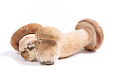 Şaşırtıcı yenilebilir mantar boletus mantarı sonbahar hasat (Kral bolete) izole üzerinde beyaz arka plan porcini mantar olarak bilinen