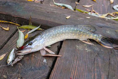 Tatlı su Kuzey pike balık Esox Lucius vintage ahşap zemin üzerine sarı yaprakları ile Sonbahar zaman yalan olarak biliyor. İyi catch kavramı Balık tutma - büyük tatlı su pike balıkçılık cazibesine ağız ile balık