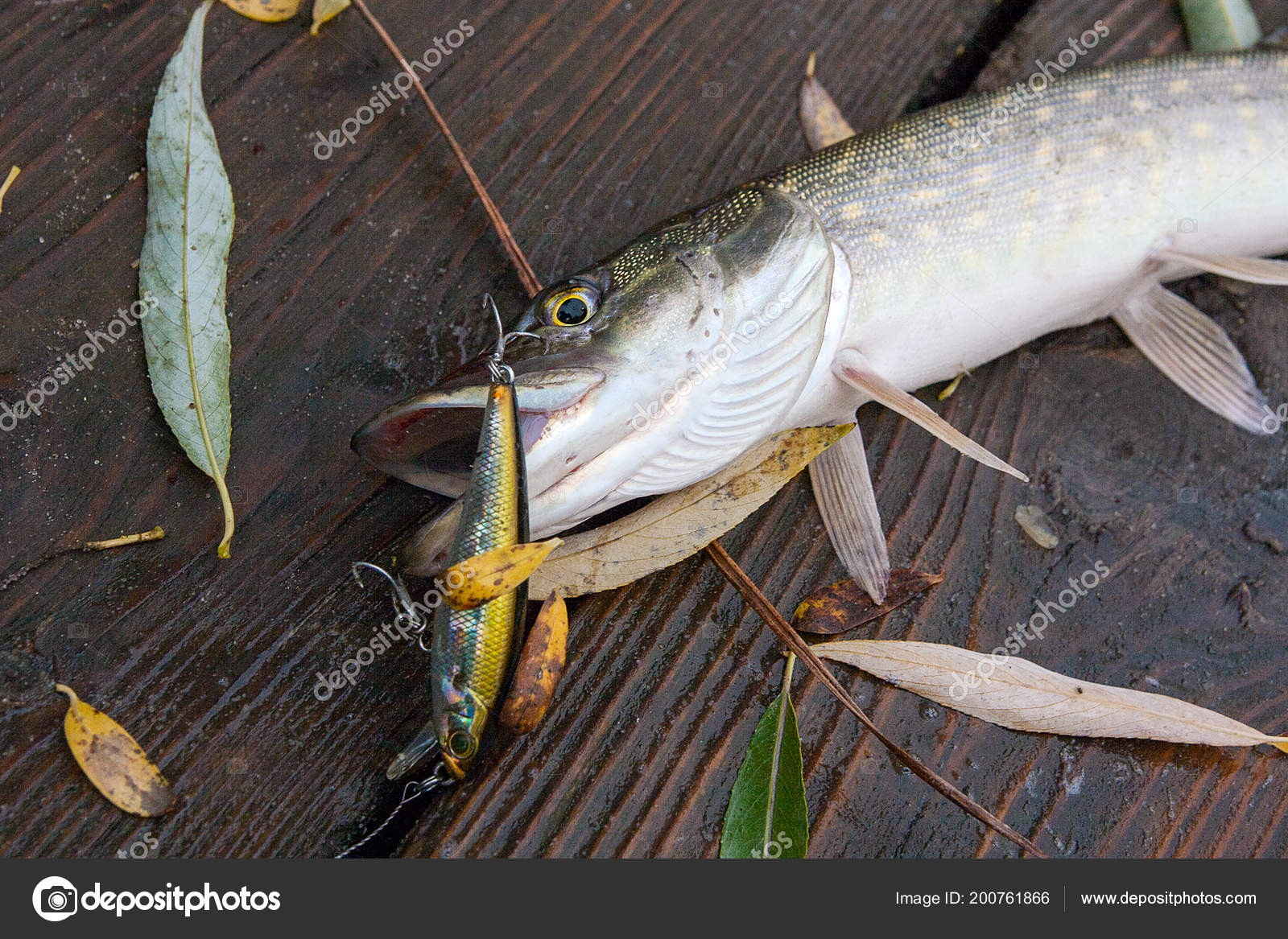 Freshwater Northern Pike Fish Know Esox Lucius Lying Vintage Wooden Stock  Photo by ©kostik2photo 200761866
