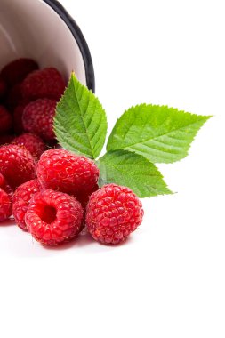 Beyaz fincan taze ahududu meyve ile görünümünü ve büyük yeşil yaprak ahududu Bush üzerinde beyaz adam izole kapatmak