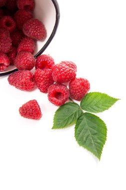 Beyaz fincan taze ahududu meyve ile görünümünü ve büyük yeşil yaprak ahududu Bush üzerinde beyaz adam izole kapatmak