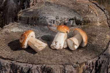Boletus mantarı porcini mantar bilinen harika yenilebilir mantar sonbahar hasat. Grup yenilebilir mantar Boletus mantarı bileşimi (cep, penny topuz, porcino veya Kral bolete, genellikle porcini mantar olarak adlandırılır) doğal ahşap zemin üzerine.