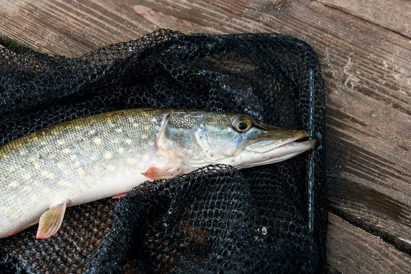 Sötvatten Gädda Fisk Vet Som Esox Lucius Liggande Svart Fiske — Stockfoto